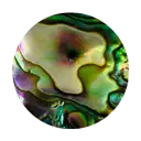 صدف آبالون
